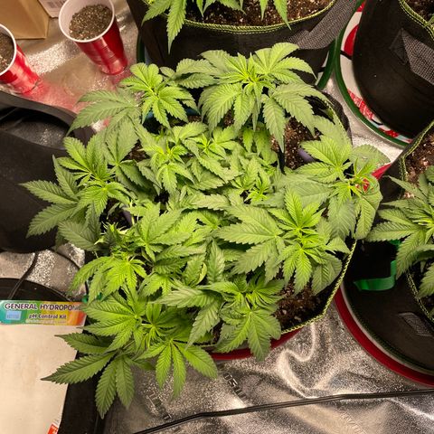 Pineapple Chunk growlog timeline photo