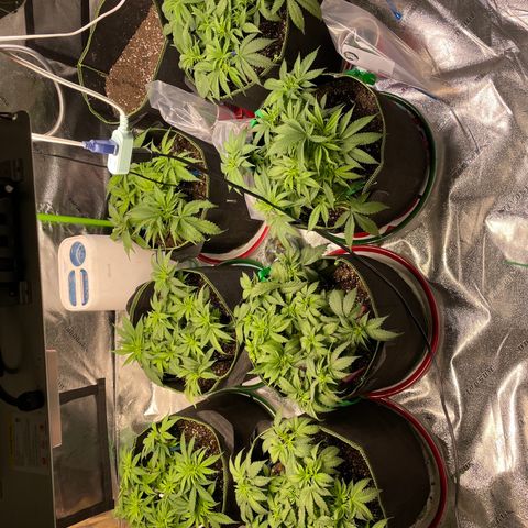 Pineapple Chunk growlog timeline photo