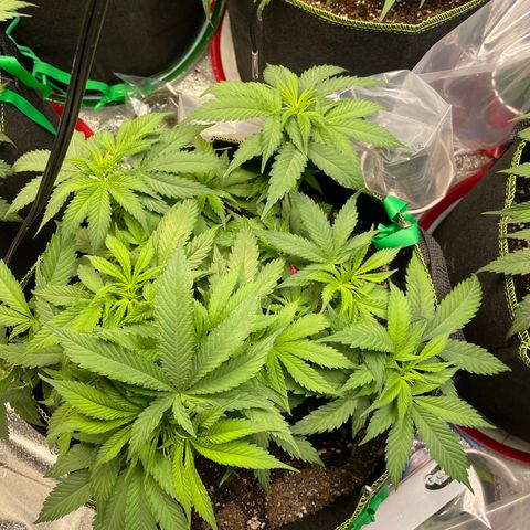 Pineapple Chunk growlog timeline photo