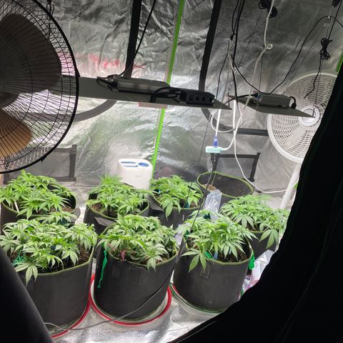 Pineapple Chunk growlog timeline photo
