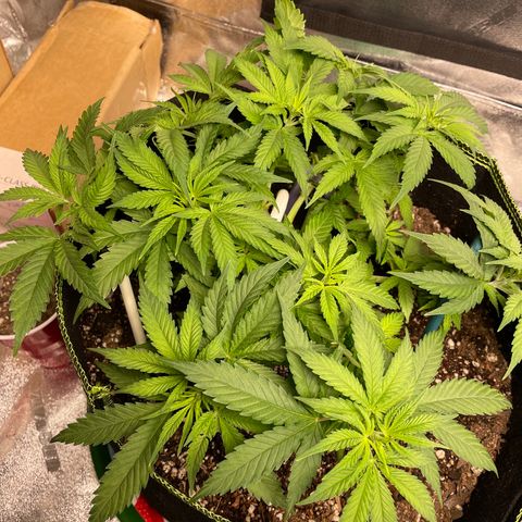 Pineapple Chunk growlog timeline photo