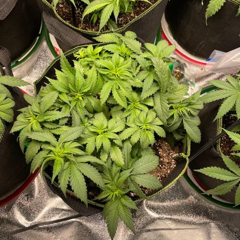 Pineapple Chunk growlog timeline photo