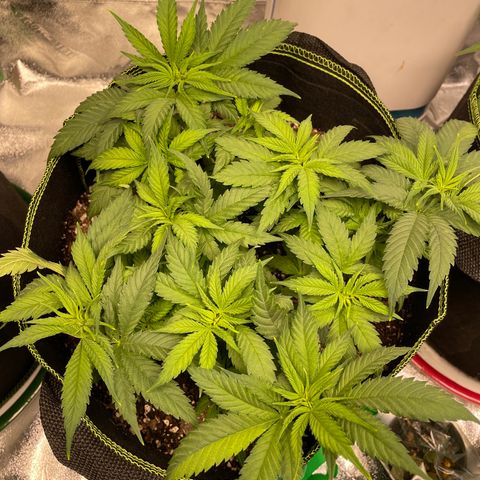 Pineapple Chunk growlog timeline photo