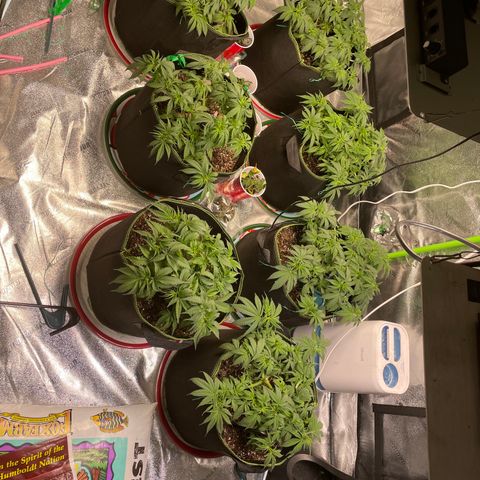 Pineapple Chunk growlog timeline photo