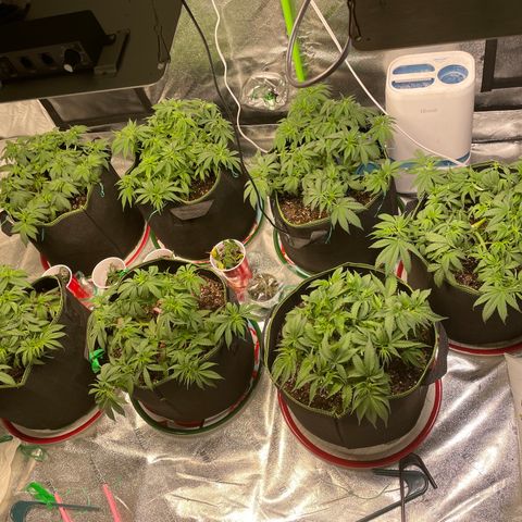 Pineapple Chunk growlog timeline photo