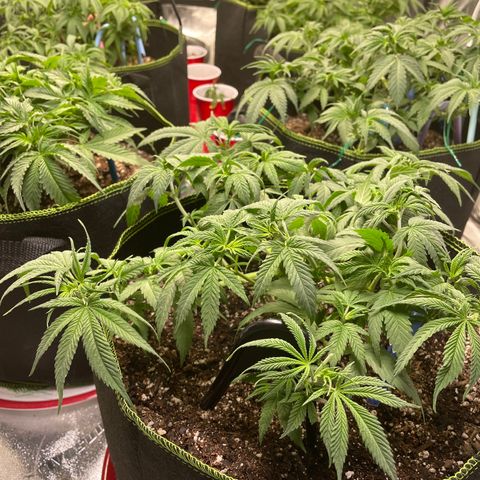 Pineapple Chunk growlog timeline photo