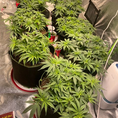 Pineapple Chunk growlog timeline photo