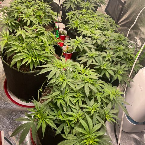 Pineapple Chunk growlog timeline photo