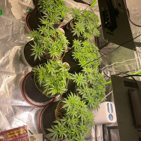 Pineapple Chunk growlog timeline photo