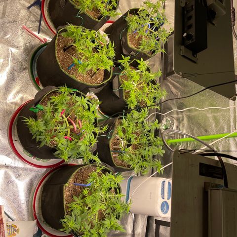 Pineapple Chunk growlog timeline photo