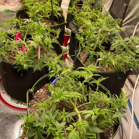 Pineapple Chunk growlog timeline photo