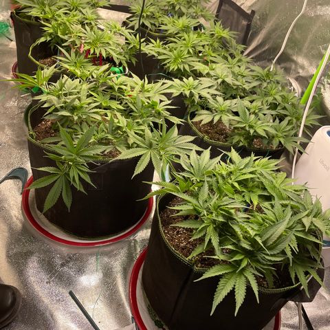 Pineapple Chunk growlog timeline photo