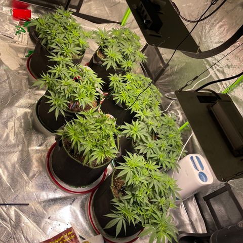 Pineapple Chunk growlog timeline photo