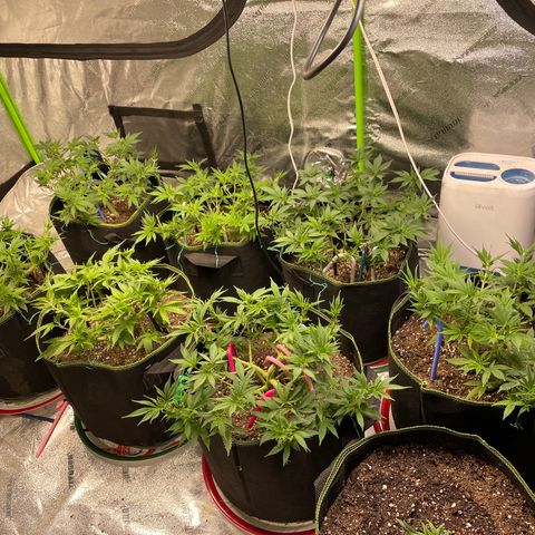Pineapple Chunk growlog timeline photo