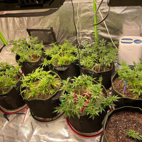 Pineapple Chunk growlog timeline photo