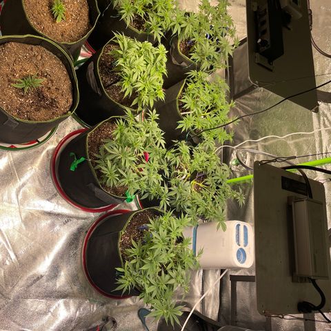 Pineapple Chunk growlog timeline photo