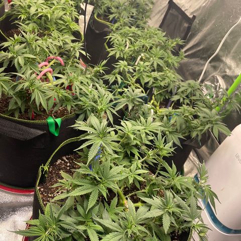 Pineapple Chunk growlog timeline photo