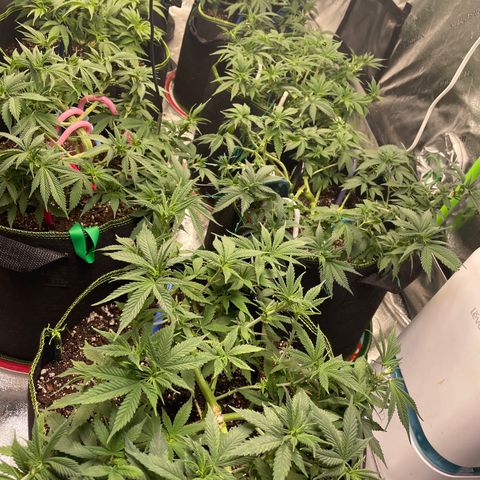 Pineapple Chunk growlog timeline photo