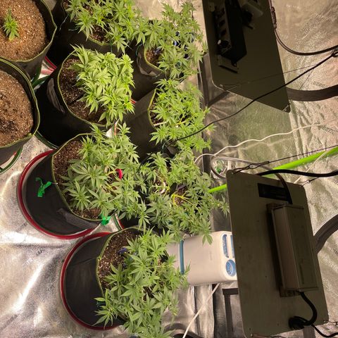 Pineapple Chunk growlog timeline photo