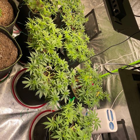 Pineapple Chunk growlog timeline photo