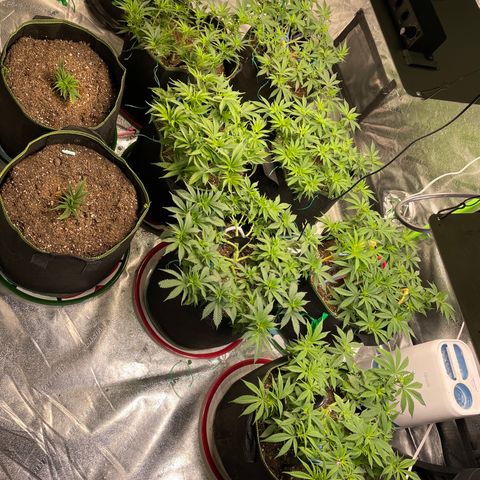 Pineapple Chunk growlog timeline photo