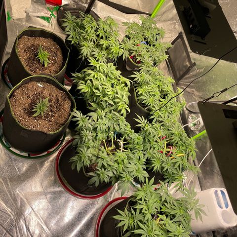Pineapple Chunk growlog timeline photo
