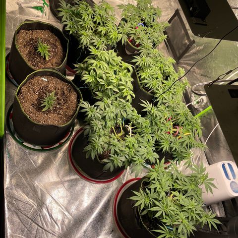 Pineapple Chunk growlog timeline photo