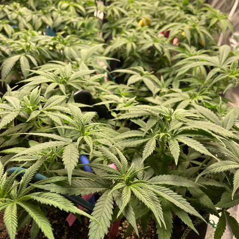 Pineapple Chunk growlog timeline photo