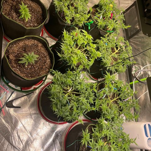 Pineapple Chunk growlog timeline photo