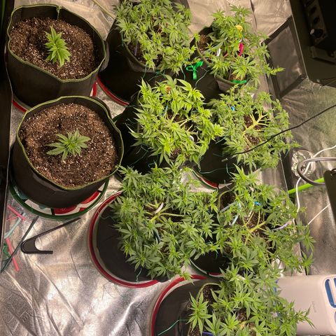 Pineapple Chunk growlog timeline photo