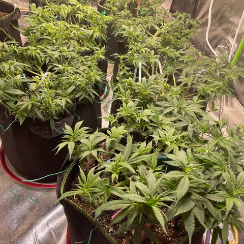 Pineapple Chunk growlog timeline photo