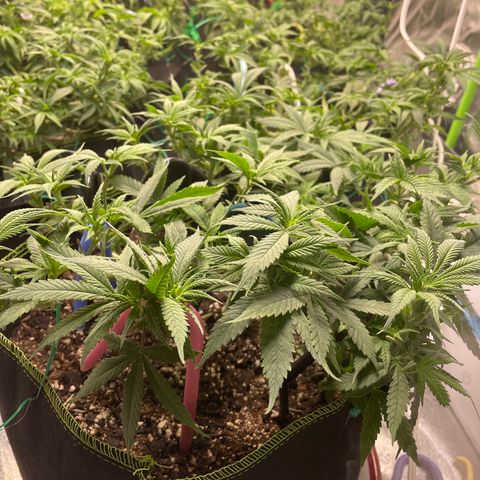 Pineapple Chunk growlog timeline photo
