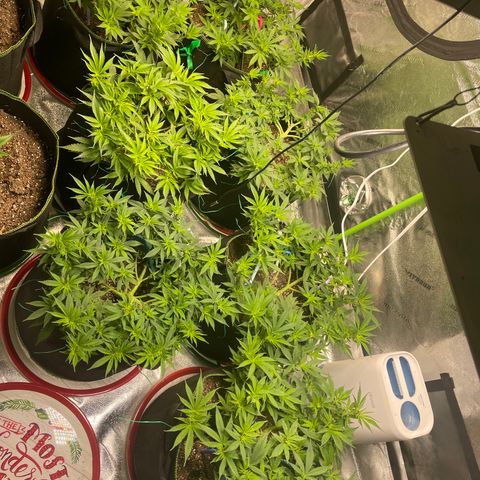 Pineapple Chunk growlog timeline photo