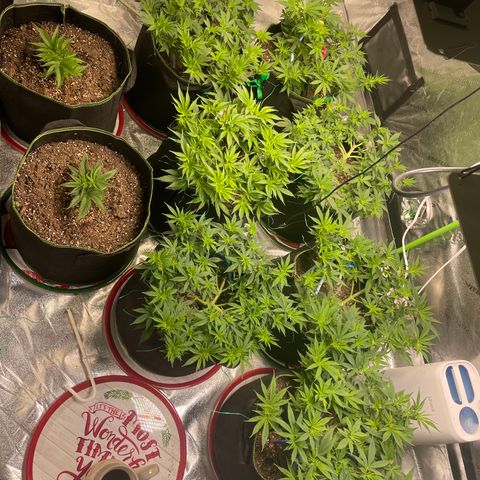 Pineapple Chunk growlog timeline photo