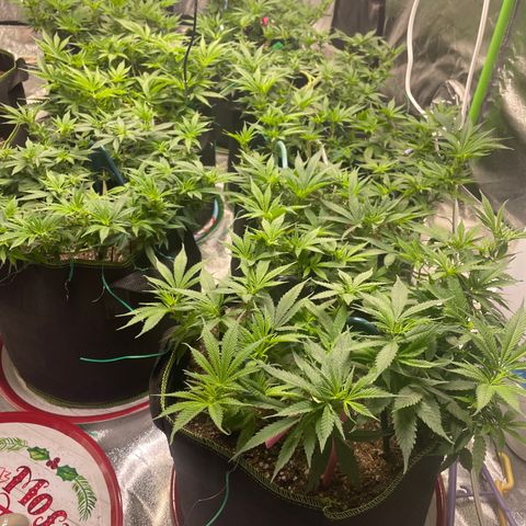 Pineapple Chunk growlog timeline photo