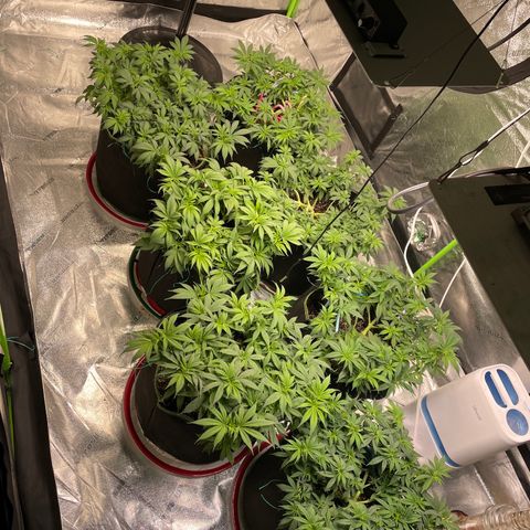 Pineapple Chunk growlog timeline photo