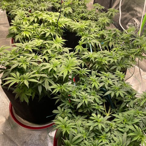 Pineapple Chunk growlog timeline photo