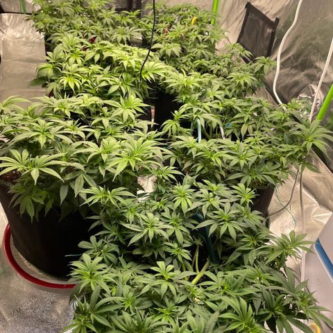 Pineapple Chunk growlog timeline photo