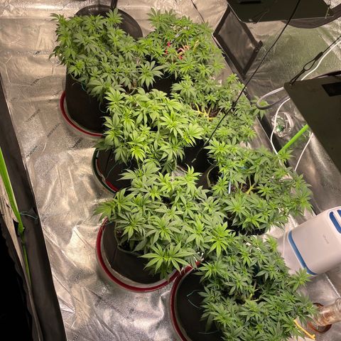 Pineapple Chunk growlog timeline photo