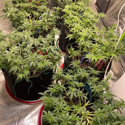 Pineapple Chunk growlog timeline photo