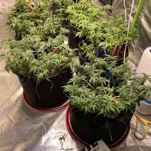 Pineapple Chunk growlog timeline photo