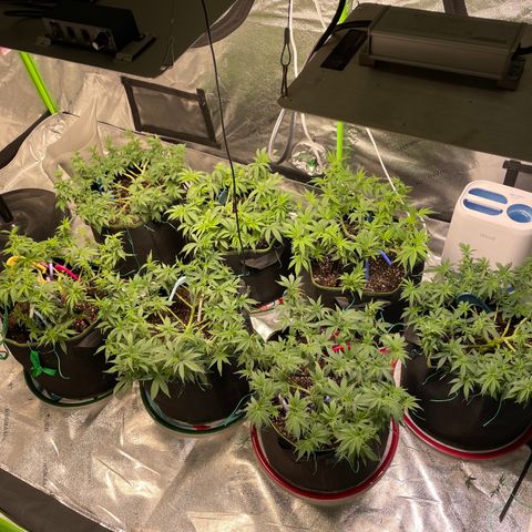 Pineapple Chunk growlog timeline photo