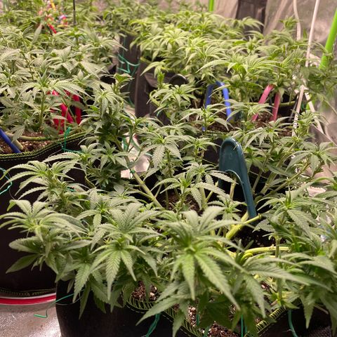 Pineapple Chunk growlog timeline photo