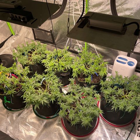 Pineapple Chunk growlog timeline photo