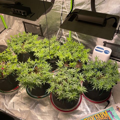 Pineapple Chunk growlog timeline photo