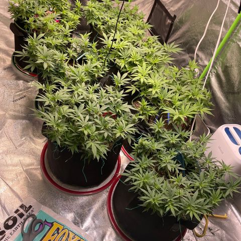 Pineapple Chunk growlog timeline photo