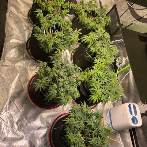 Pineapple Chunk growlog timeline photo