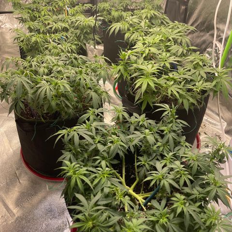 Pineapple Chunk growlog timeline photo