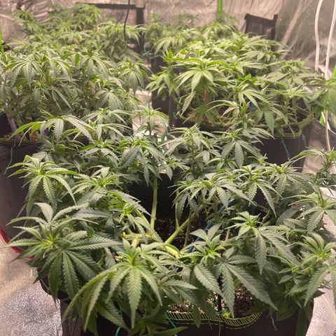 Pineapple Chunk growlog timeline photo