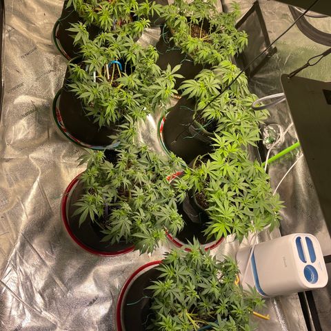 Pineapple Chunk growlog timeline photo